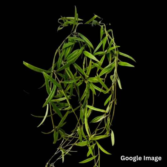 Hoya Pauciflora (Medium) PRE-ORDER-JULY451