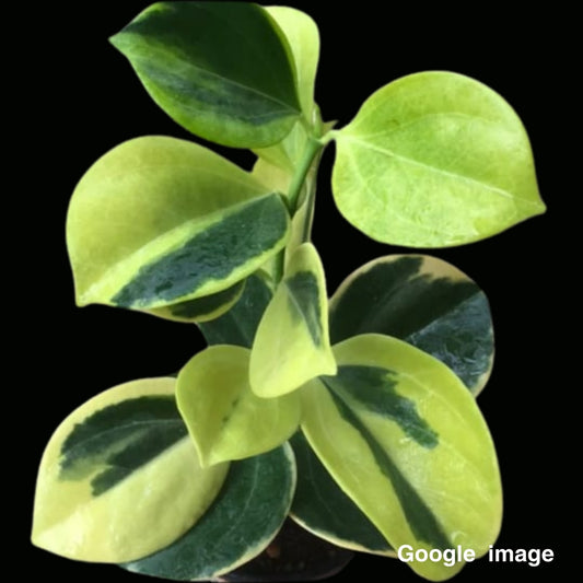 Hoya Subquintuplinervis Albomarginata Variegated Small (PRE-ORDER)-JULY452