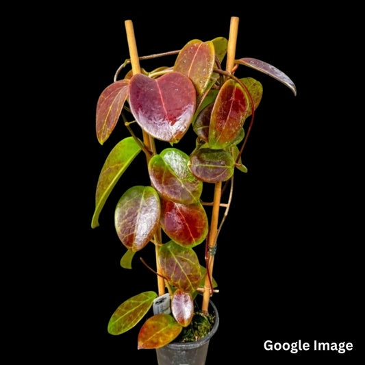 Hoya Penny's Treat (Larger) PRE-ORDER-JULY454