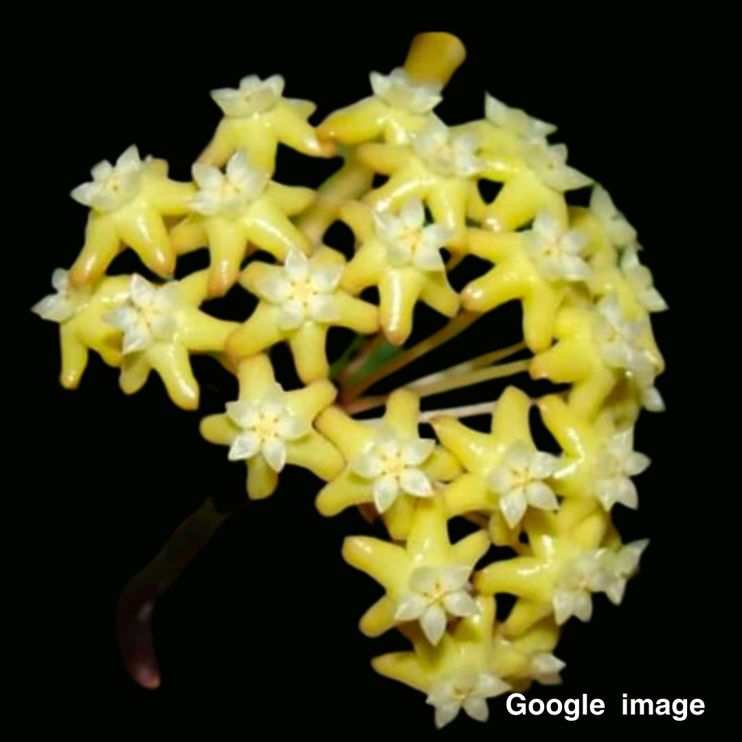 Hoya Surigaoensis Sp.EG00897 002 Large (PRE-ORDER)-JULY455