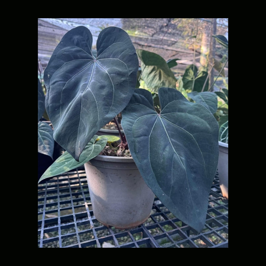 Anthurium AOS (PRE-ORDER) -JUL42a