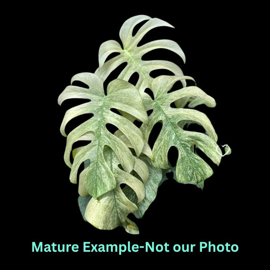 Monstera White Monster (7cm Pot) - Pre Order JU53