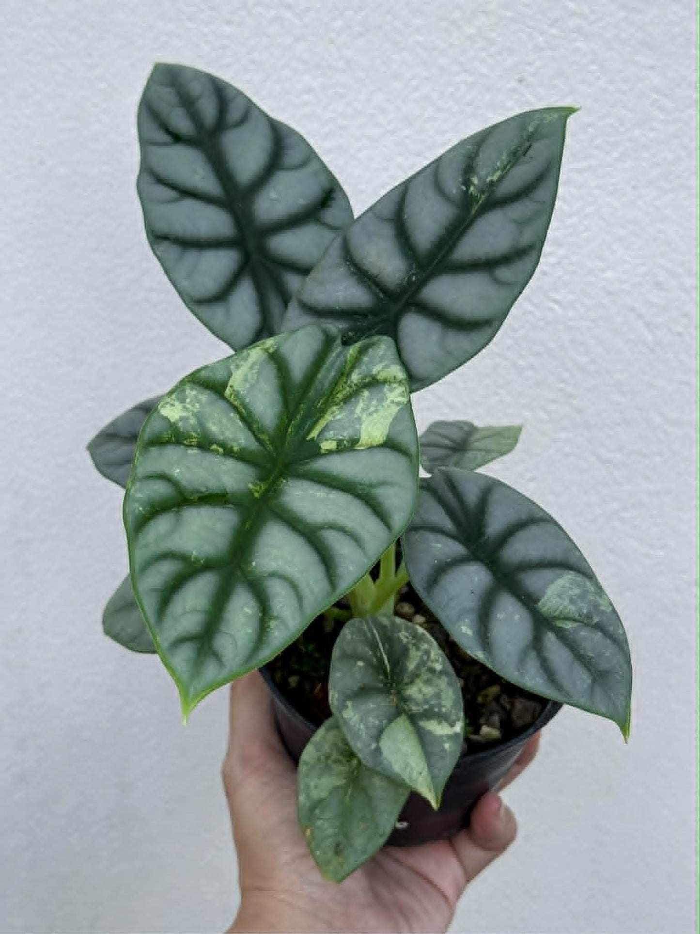 Alocasia Silver Dragon Albo - Pre Order