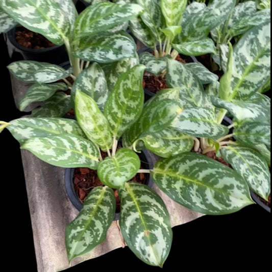 Aglaonema Gred Morakot (PRE-ORDER) - JAN046