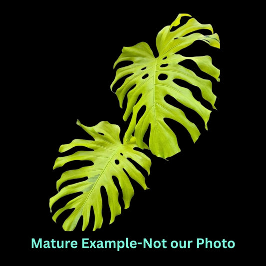 Monstera Lemon Lime Var (9cm Pot) - Pre Order JU54