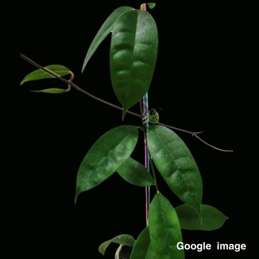 Hoya Thuathienhuensis Large (PRE-ORDER)-JULY463