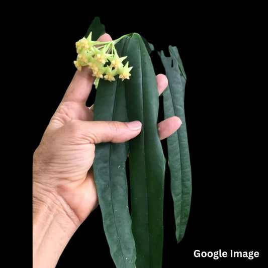 Hoya Platycaulis Green Flower (Medium) PRE-ORDER-JULY464