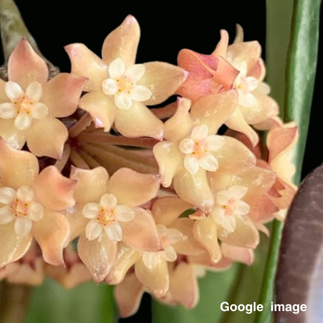 Hoya Tjdasmalangensis Large (PRE-ORDER)-JULY464