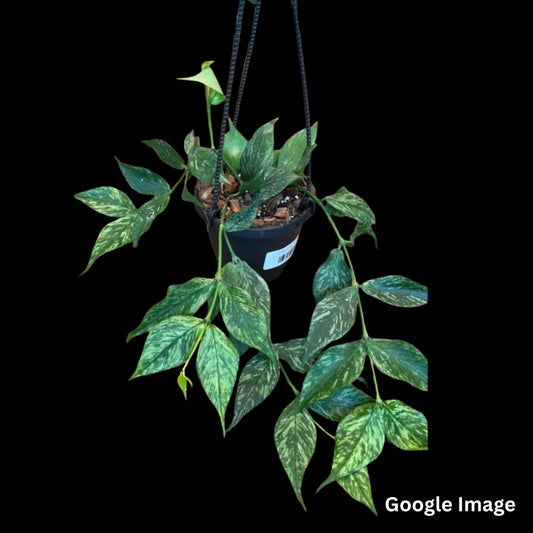 Hoya Polynura Splash (Large) PRE-ORDER-JULY467