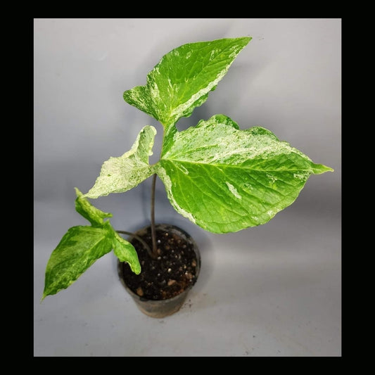 Typhonium Trilobatum 'Marble' (PRE-ORDER)-JUL44