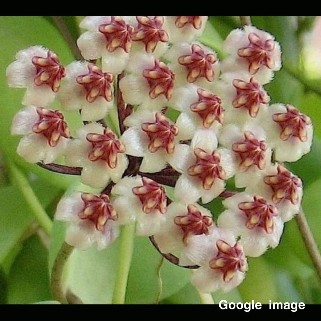 Hoya Biakensis Splash Large (PRE-ORDER)-JULY046