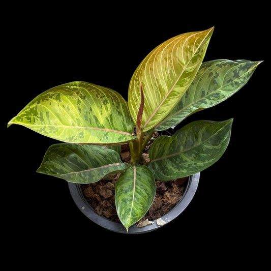 Aglaonema Green Army (God Army) (PRE-ORDER) - JAN047