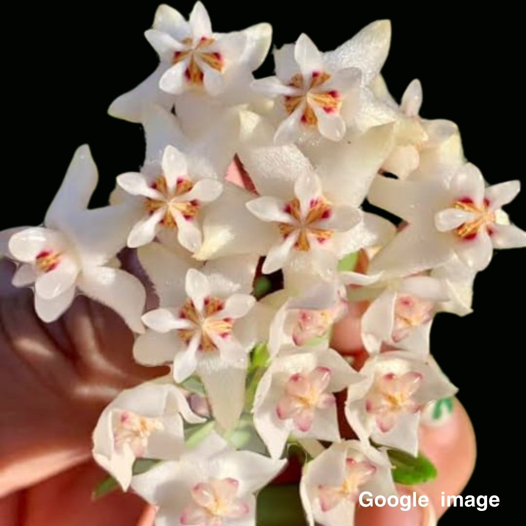 Hoya Vaccinioides Large (PRE-ORDER)-JULY475