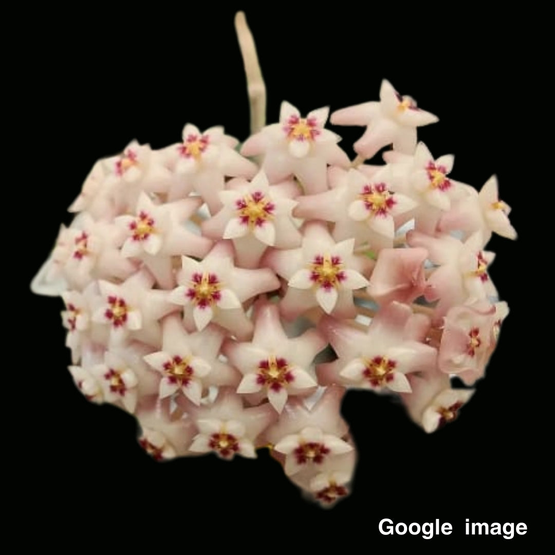 Hoya Verticillata Pink Corona (from Indonesia) Large (PRE-ORDER)-JULY477