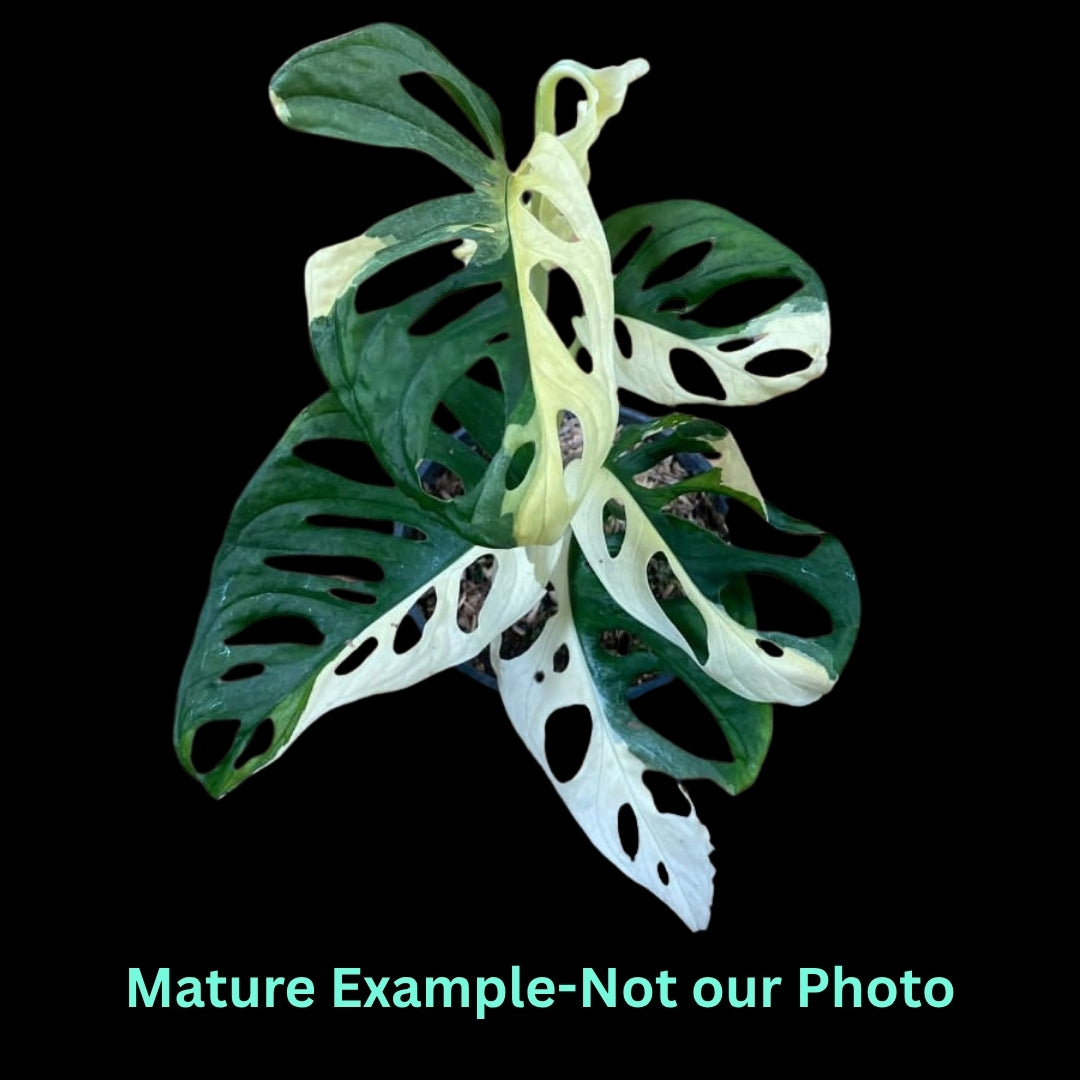 Monstera Adansonii Albo (Large form) (9cm Pot) - Pre Order JU55