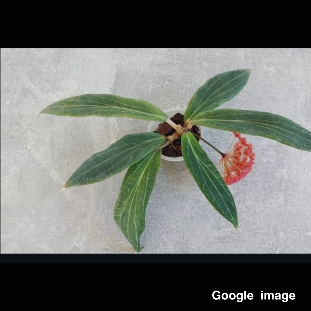 Hoya Bordenii CF Large (PRE-ORDER)-JULY047