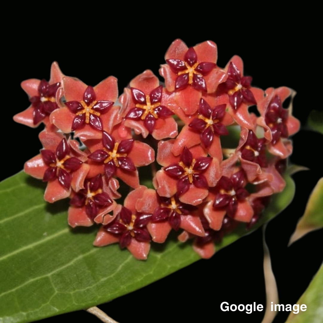 Hoya Bordenii CF Large (PRE-ORDER)-JULY047