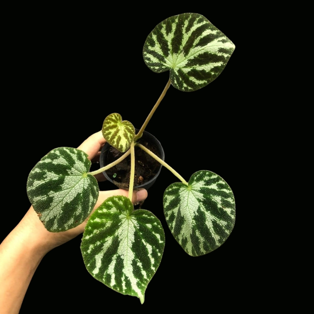 Begonia Emerald Jewel (PRE-ORDER)-JUL048