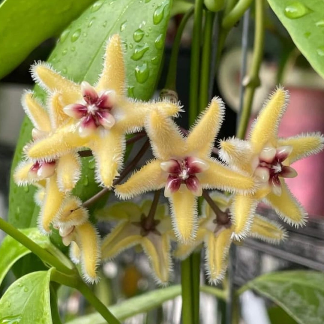 Hoya Buotii Variegated Large (PRE-ORDER)-JULY51