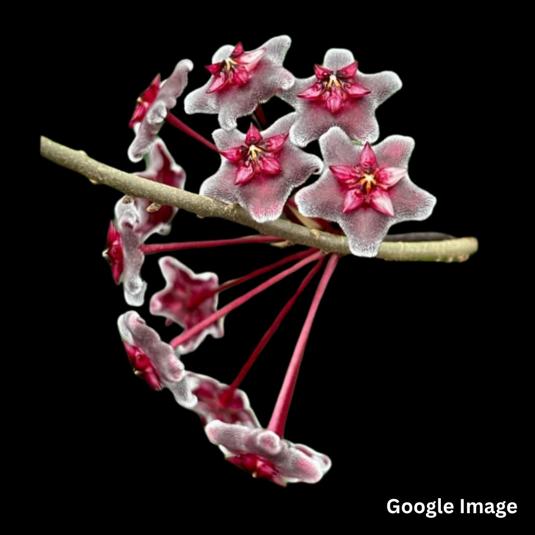 Hoya Pubicalyx Red Button Albomarginated (Small) PRE-ORDER-JULY481