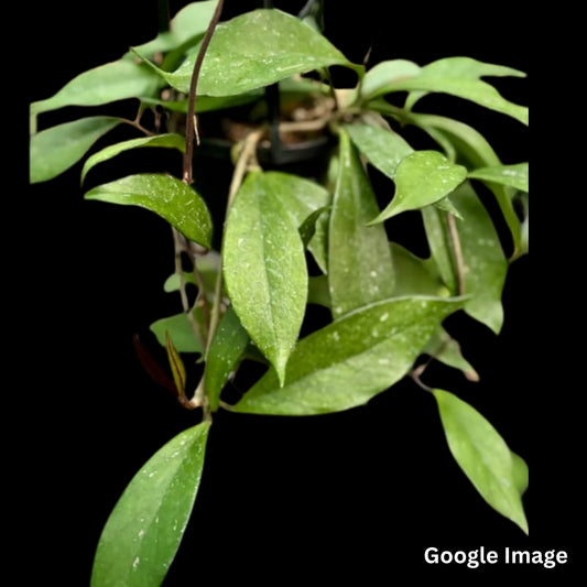 Hoya Pubicalyx Red Button Albomarginated (Small) PRE-ORDER-JULY481