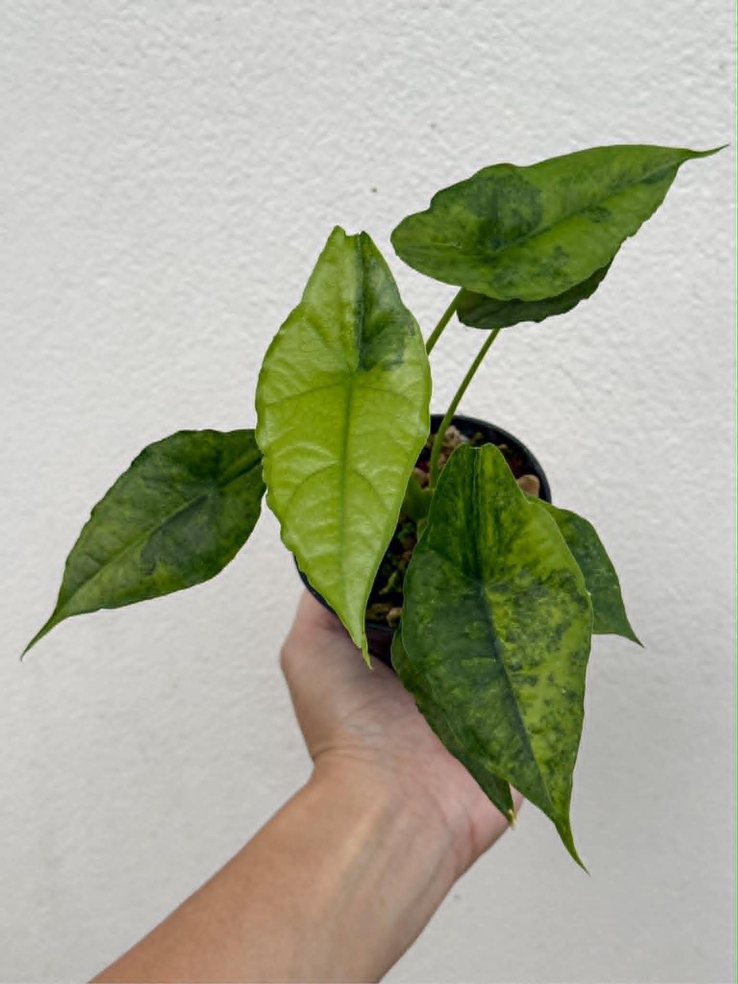 Alocasia Dragons Breath Aurea - Pre Order