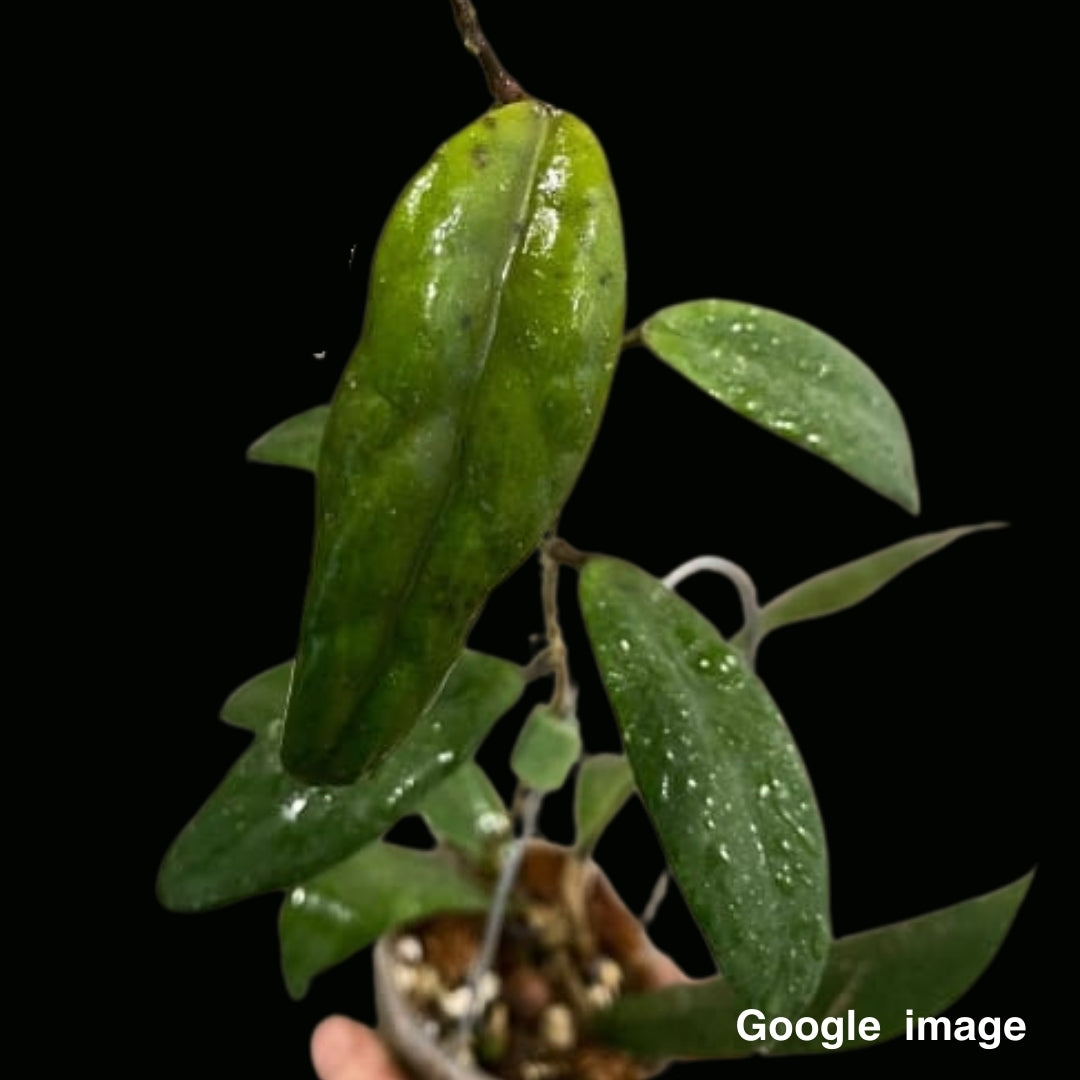 Hoya Vitellinoides x SP.UT001  Large (PRE-ORDER)-JULY483