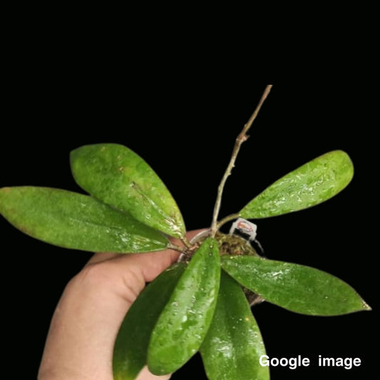 Hoya Vitellinoides x SP.UT001  Large (PRE-ORDER)-JULY483