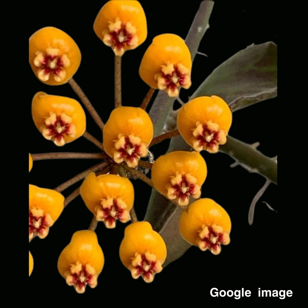 Hoya Waymaniae Borneo Large (PRE-ORDER)-JULY487