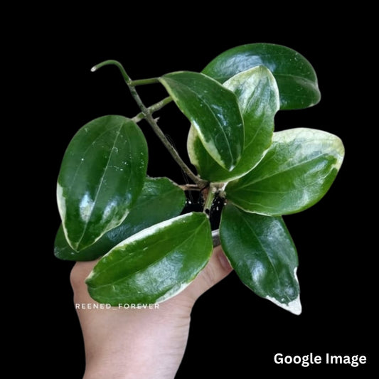 Hoya Quinquenervia Little Plu Albomarginata (Medium) PRE-ORDER-JULY489