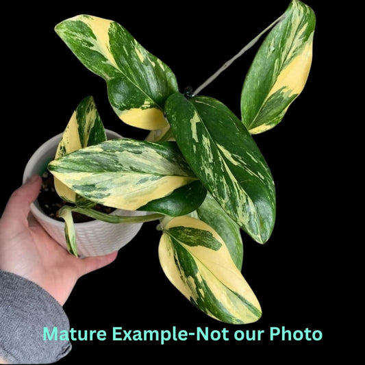 Monstera Standleyana Aurea Var- Pre Order JU57
