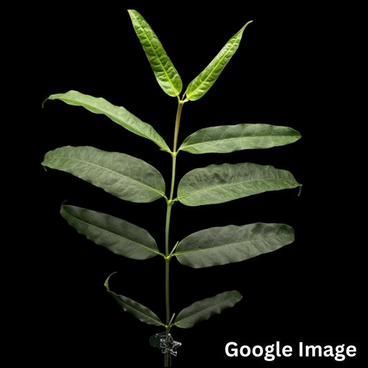 Hoya Amrita (Small) PRE-ORDER-JULY048