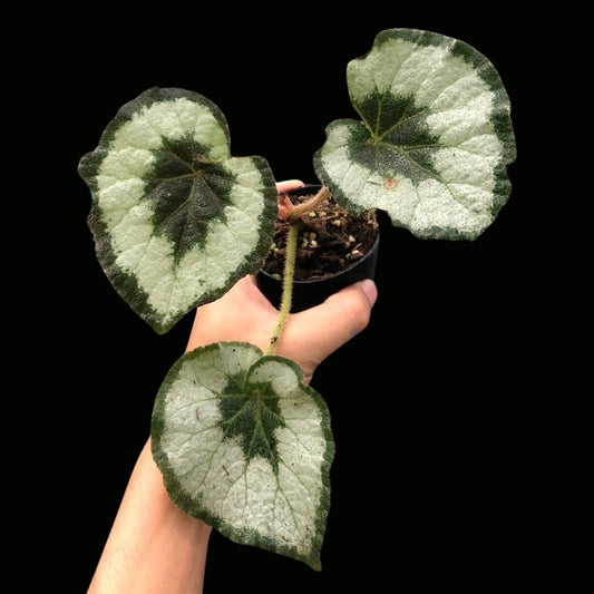 Begonia Esacargot (PRE-ORDER)-JUL049