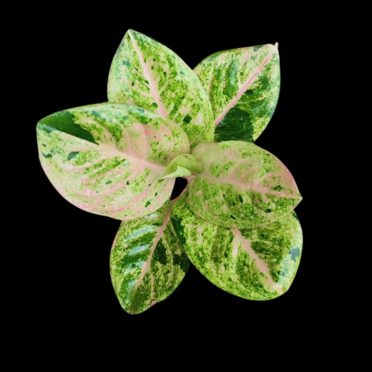 Aglaonema Green Emerald (PRE-ORDER) - JAN049