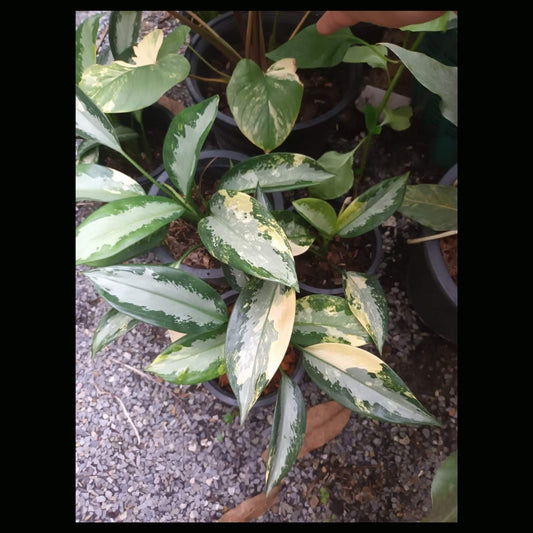 Aglaonema Suvarnbhumi Variegated (PRE-ORDER) -JUL44