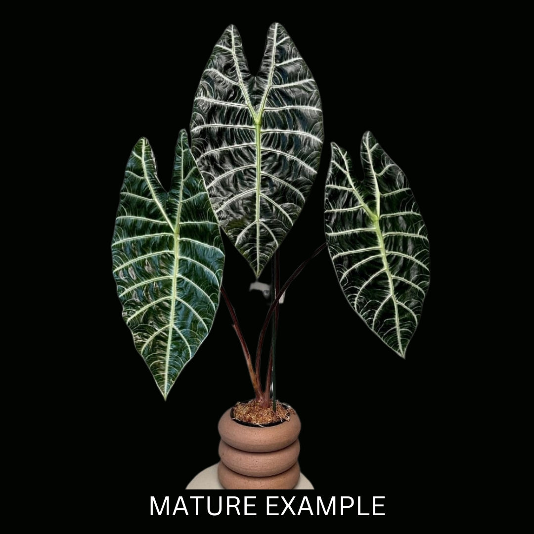 Alocasia watsoniana (5 Plantlets)Tissue Culture (PRE-ORDER)-TC49