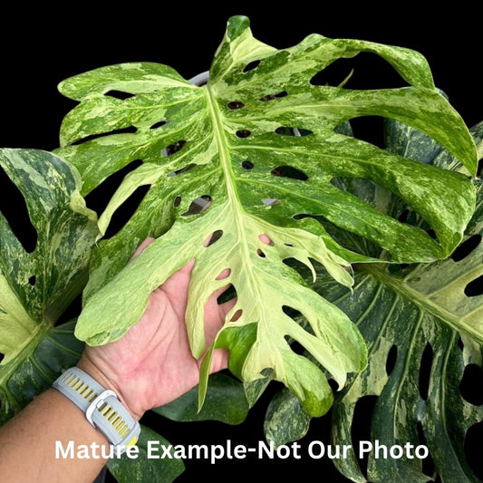 Monstera Ocean Mint Tissue Culture (PRE-ORDER) -TC0100