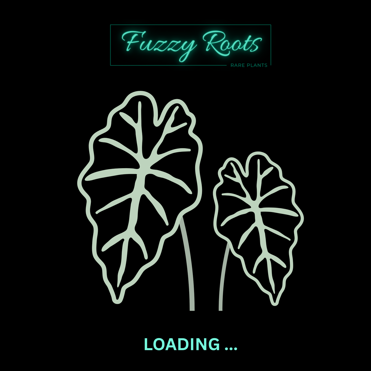 Alocasia Longiloba Purple Tissue Culture (PRE-ORDER)-TC124