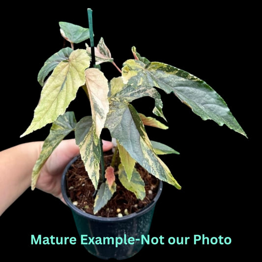 Begonia Ginny Galaxy Var - Pre Order JU4