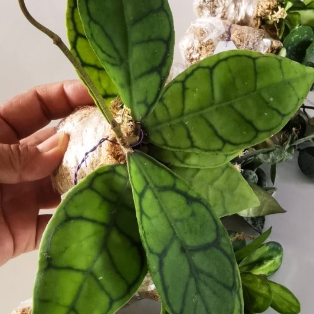 Hoya callistophylla big leaves- Large (PRE-ORDER)-JULY54