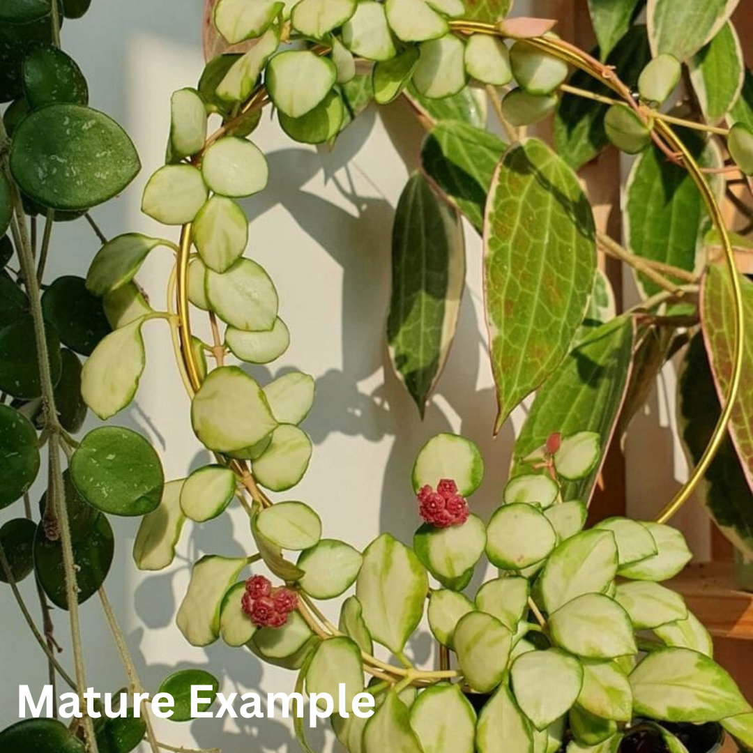 Hoya heuschkeliana variegated Large (PRE-ORDER)-JULY165