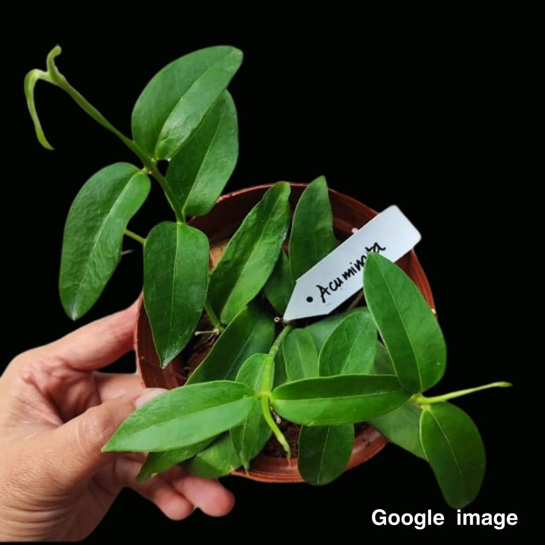 Hoya Acuminata Small (PRE-ORDER)-JULY002