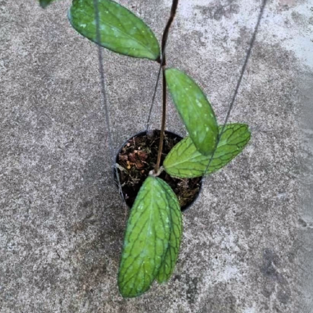 Hoya Sp.Tanggamus  Large (PRE-ORDER)-JULY439