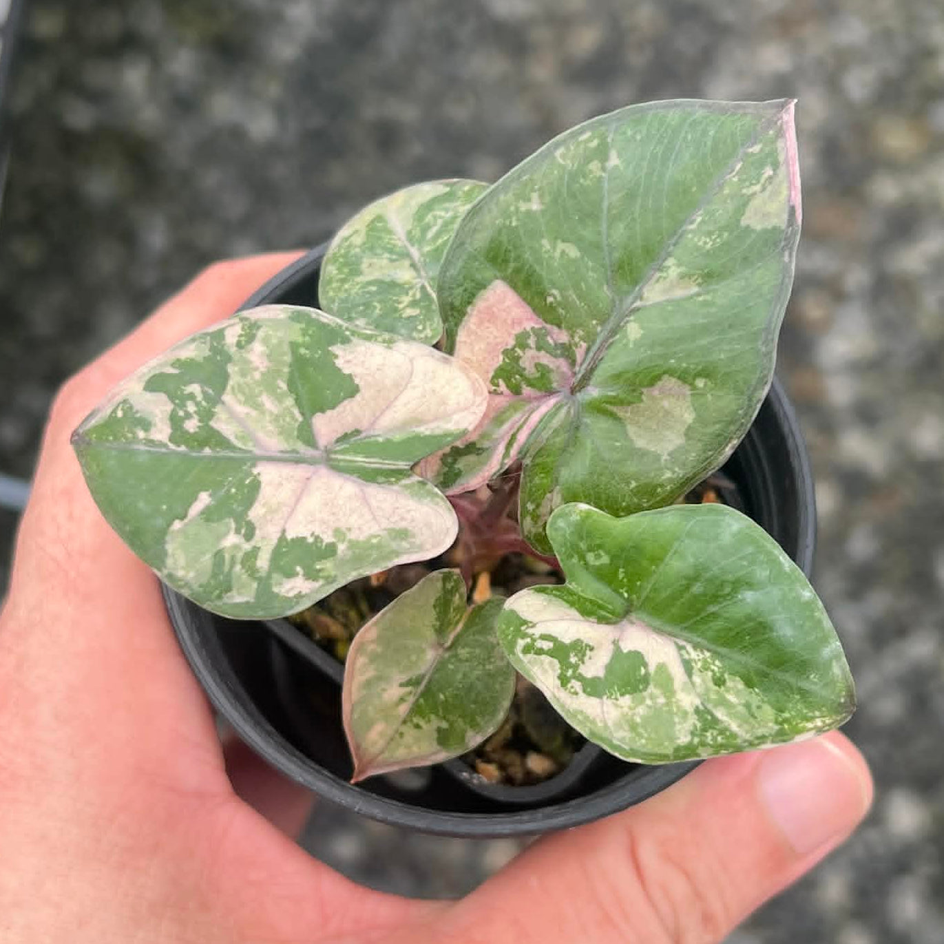 Alocasia Yucatan Pink  - Pre Order