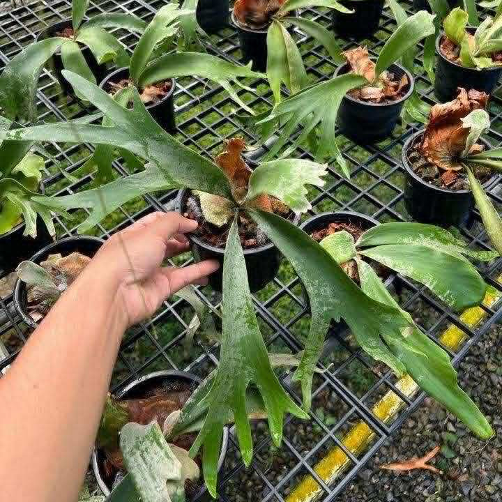 Platycerium Willinkii - Pre Order