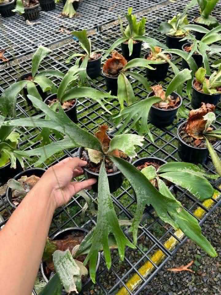 Platycerium Willinkii - Pre Order