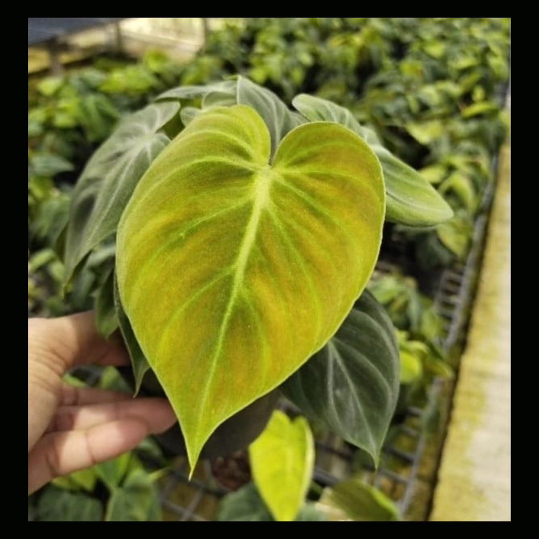 Philodendron El Chocco Red (PRE-ORDER)-JUL07