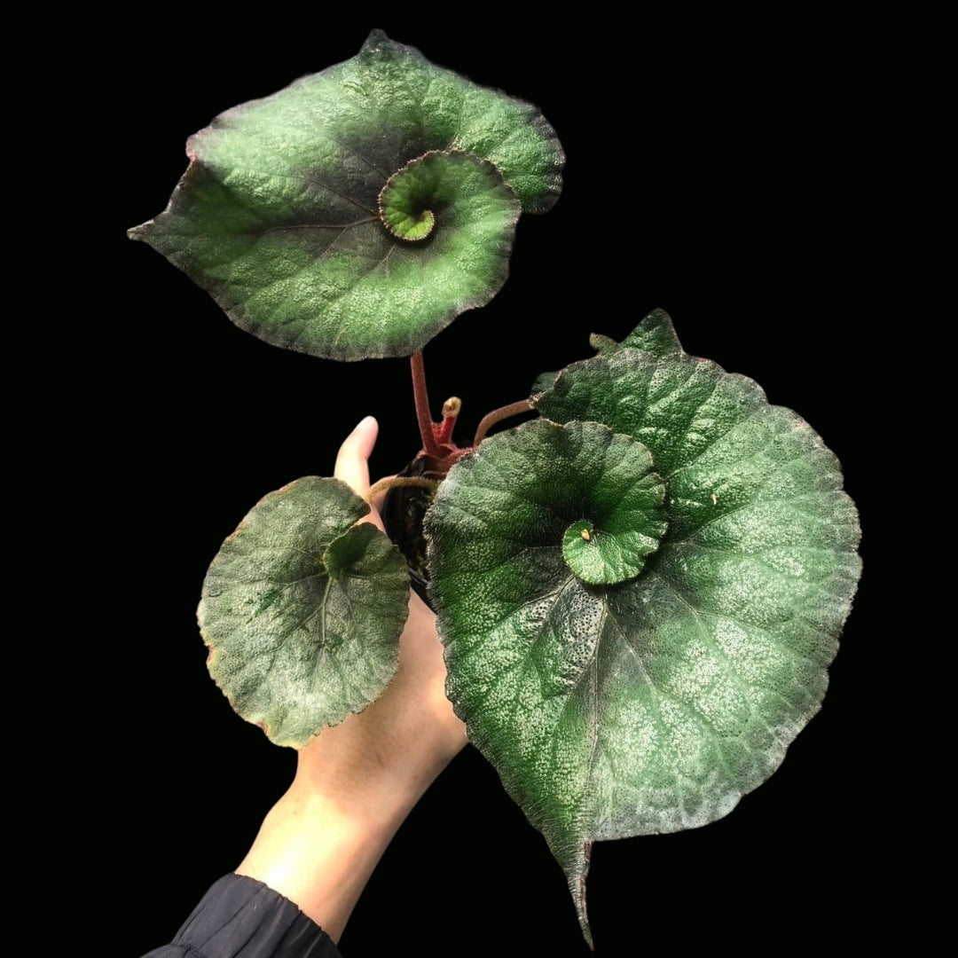 Begonia Esacargot Green (PRE-ORDER)-JUL050