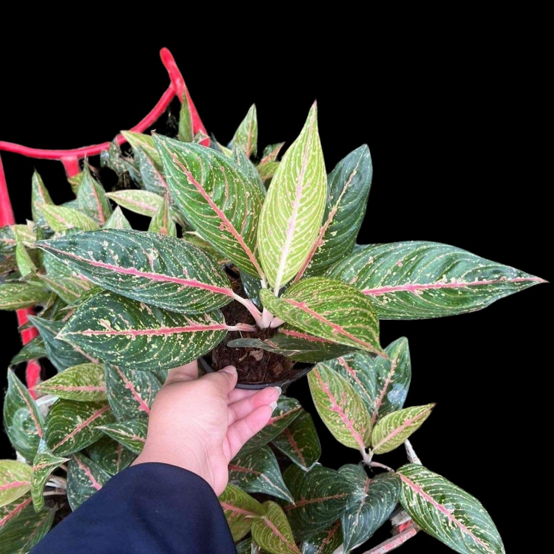 Aglaonema Green Legacy (PRE-ORDER) - JAN050