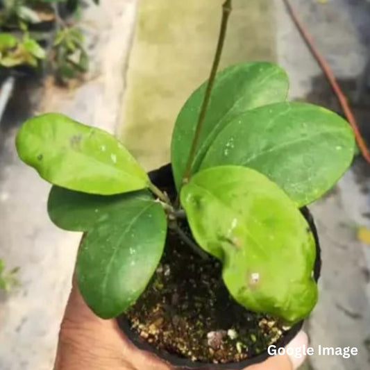 Hoya Rintzii (Large) PRE-ORDER - JULY501